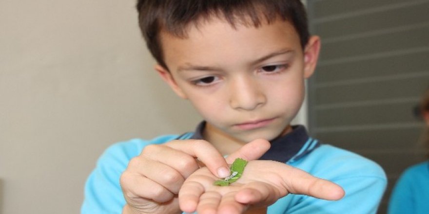 İlkokul öğrencileri okulda, ipek böcekçiliği yapıyor