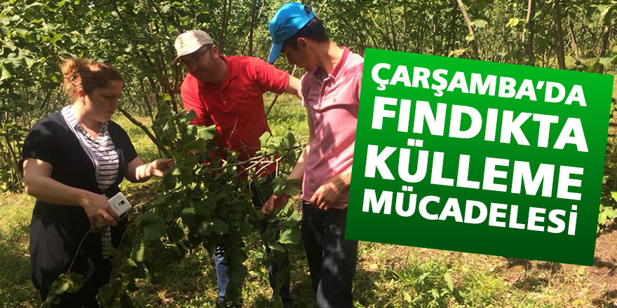 Çarşamba’da fındıkta ‘Külleme’ Mücadelesi