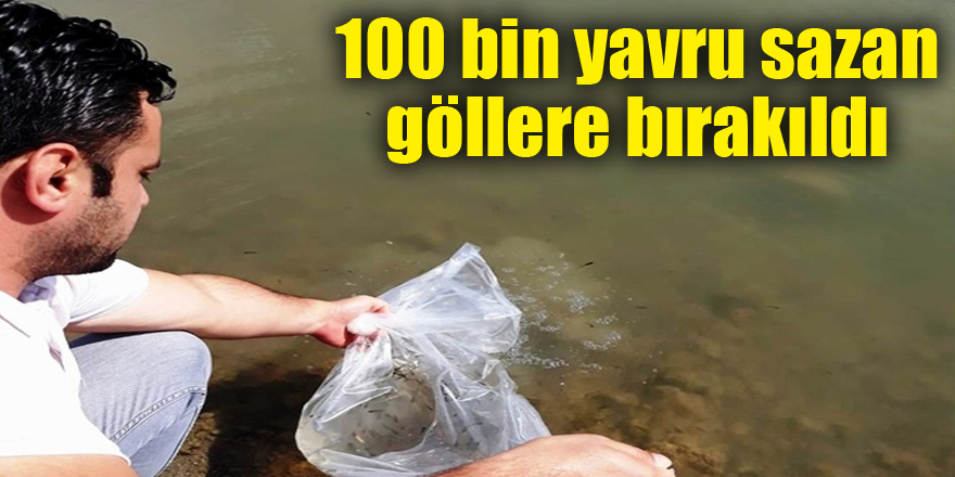 100 bin yavru sazan göllere bırakıldı 