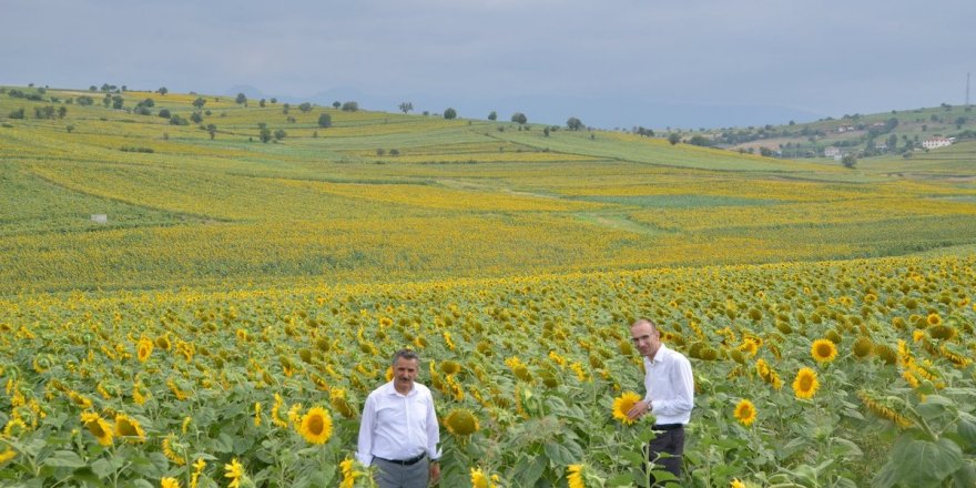 Vezirköprü’de ayçiçeği güzelliği