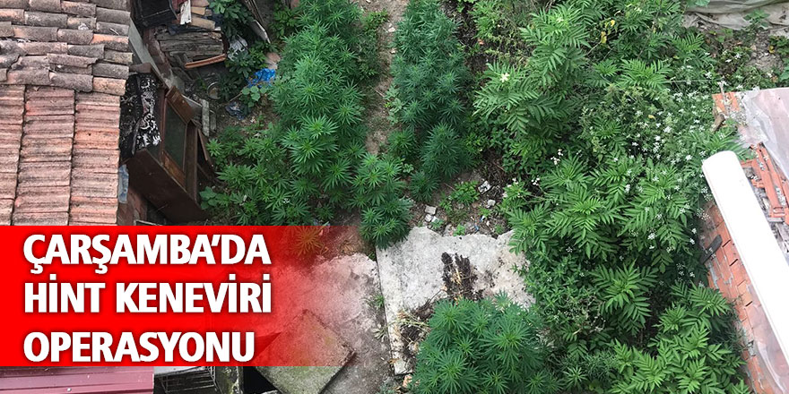 Çınarlık’ta hint keneviri operasyonu