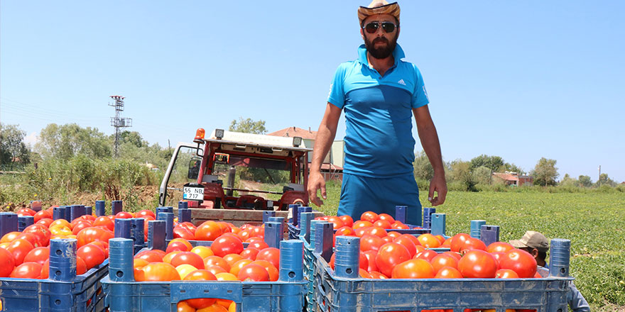  Bafra’da yetişen domates tüketicinin imdadına yetişti 