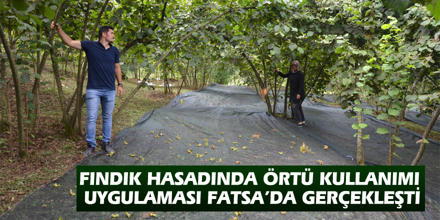 Fındık hasadında örtü kullanımı uygulaması Fatsa’da gerçekleşti