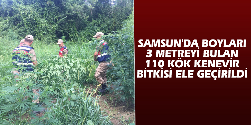 Samsun'da boyları 3 metreyi bulan 110 kök kenevir bitkisi ele geçirildi