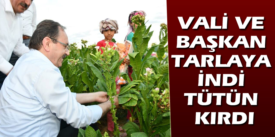 VALI VE BAŞKAN TARLAYA İNDİ TÜTÜN KIRDI