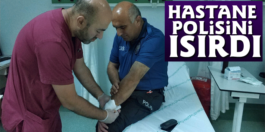 Hastane polisini ısırarak hastanelik etti