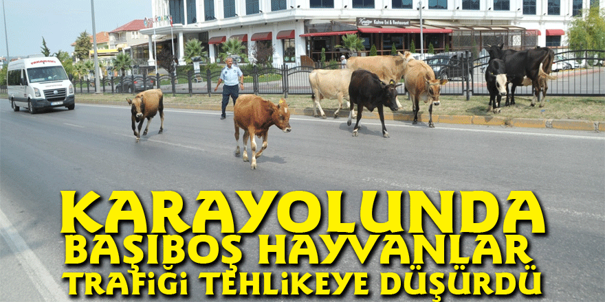 Karayolunda başıboş hayvanlar trafiği tehlikeye düşürdü