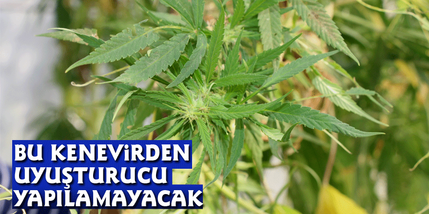 Bu kenevirden uyuşturucu yapılamayacak