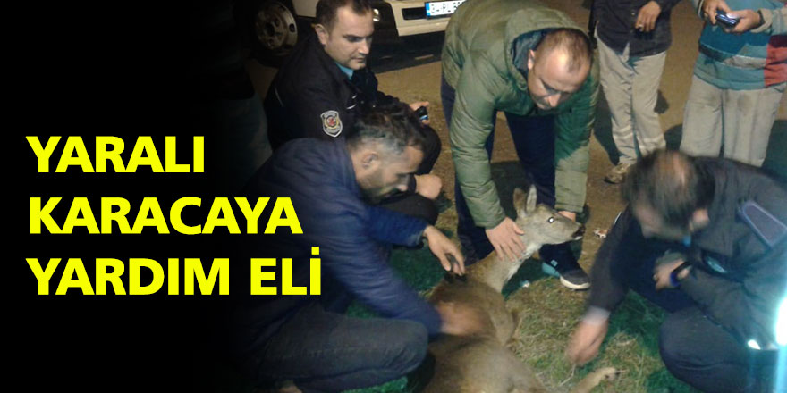 Yaralı Karacaya vatandaştan yardım eli