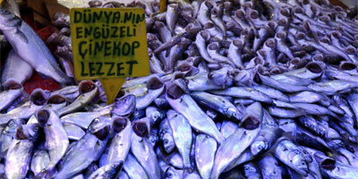 Balık, Karadeniz’den Ege ve Akdeniz’e göç ediyor