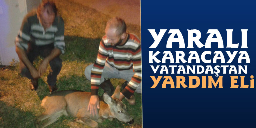 Yaralı Karacaya vatandaştan yardım eli