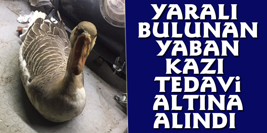 Yaralı bulunan yaban kazı tedavi altına alındı