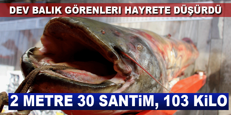 Dev balık görenleri hayrete düşürdü: 2 metre 30 santim, 103 kilo