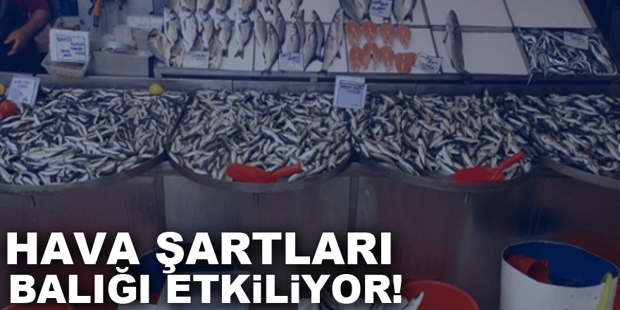 Hava şartları balığı etkiliyor!