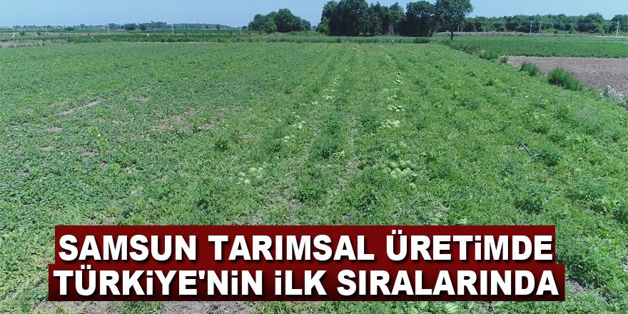 Samsun tarımsal üretimde Türkiye'nin ilk sıralarında