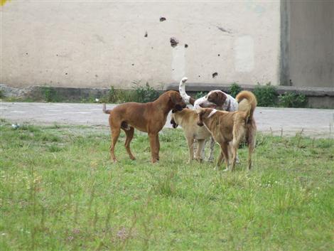 Sokak Köpekleri Korkutmaya devam ediyor