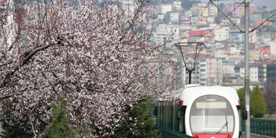 Çiçek açan ağaçlar şehre renk kattı 