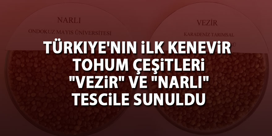 Türkiye'nin ilk kenevir tohum çeşitleri "vezir" ve "narlı" tescile sunuldu