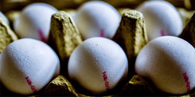 Tavuk yumurtası üretimde artış