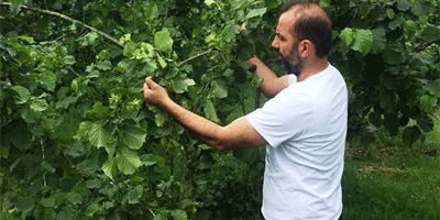 Üreticinin kahverengi altını: Fındık