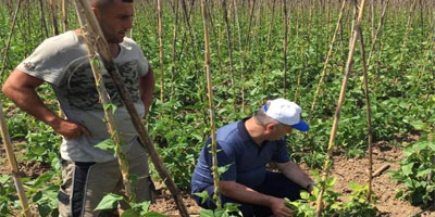 Bitki koruma ekibinden 'acil' müdahale