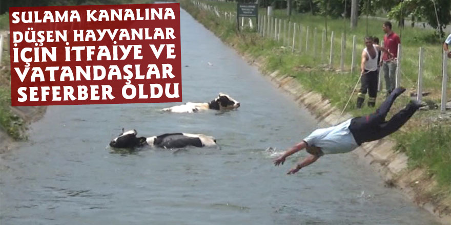 Sulama kanalına düşen hayvanlar için itfaiye ve vatandaşlar seferber oldu