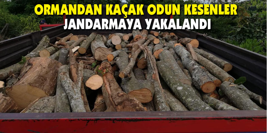 Ormandan kaçak odun kesenler jandarmaya yakalandı