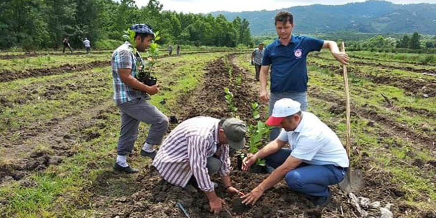 Samsun’a süper meyve aronia bahçesi kuruldu 