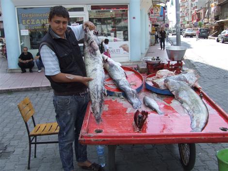 Yayın balığı yüz güldürmeye devam ediyor