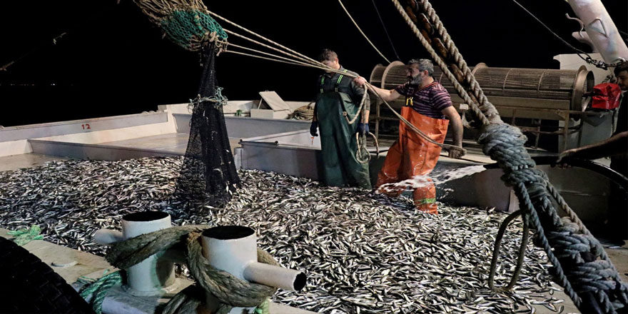 Balıkçılar denizden 120 kasa istavritle döndü