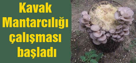 Kavak Mantarcılığı çalışması başladı