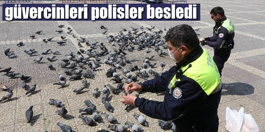 Samsun'da aç kalan güvercinleri polisler besledi