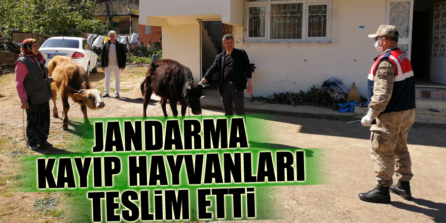 Jandarma kayıp hayvanları teslim etti