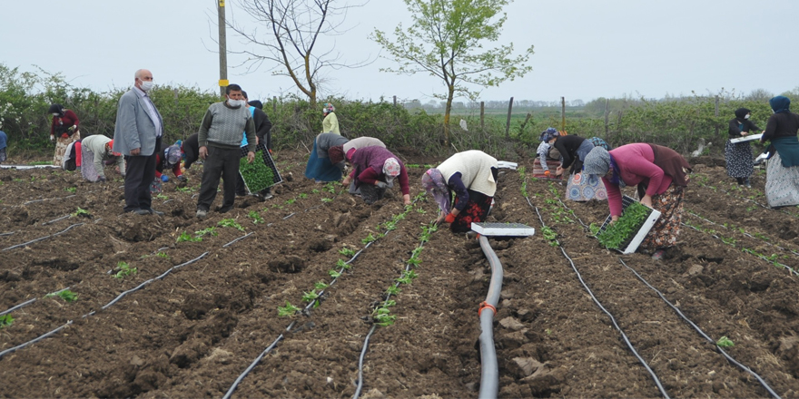  Tarım işçileri korona virüs gölgesinde mesai yapıyor