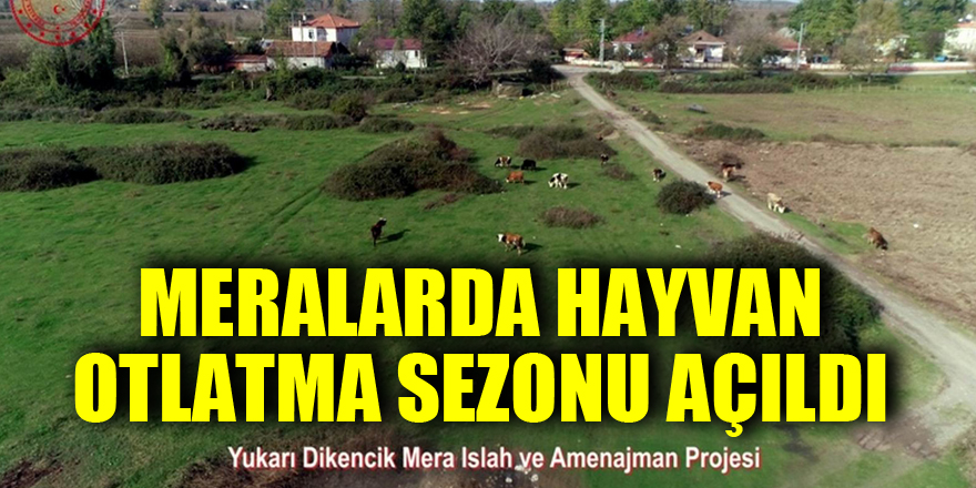 Samsun’da meralarda hayvan otlatma sezonu açıldı