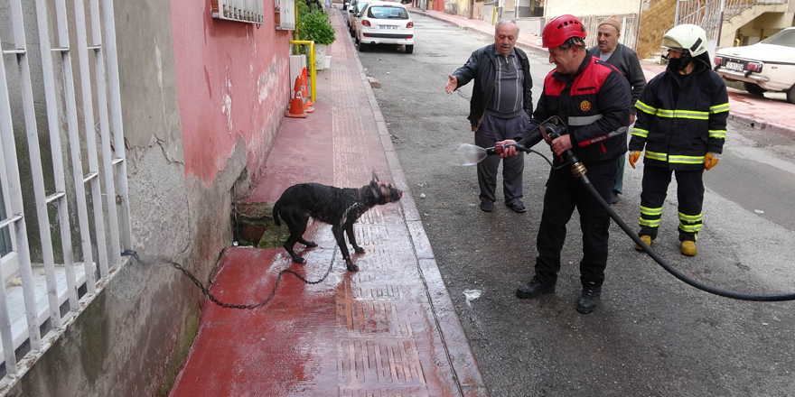 Yangında alevler içinden çıkartılan köpeğe itfaiyeden suyla ilk yardım