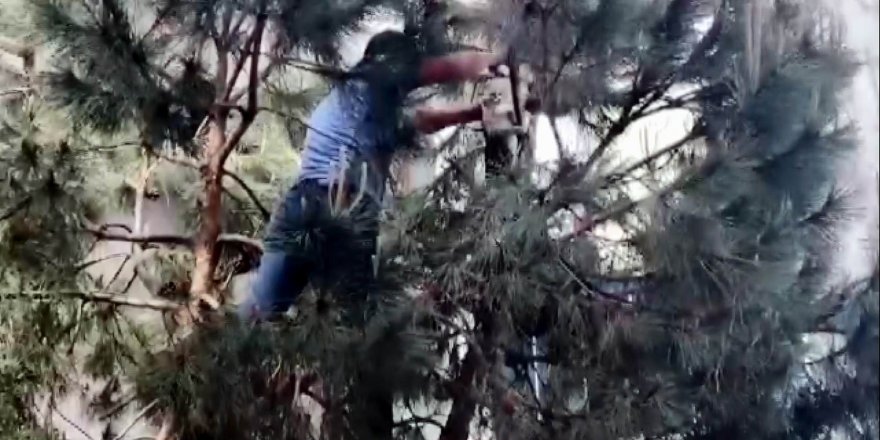 Ağaçta mahsur kalan kediyi vatandaş kurtardı     