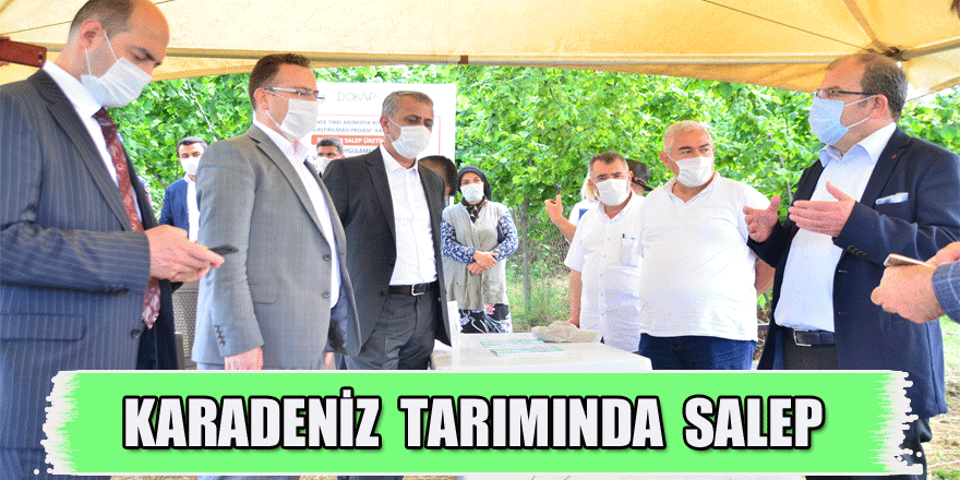 Karadeniz tarımına alternatif ürün: Salep