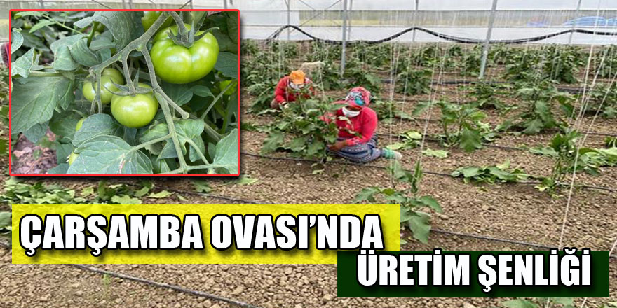  ÇARŞAMBA OVASINDA ÜRETİM ŞENLİĞİ