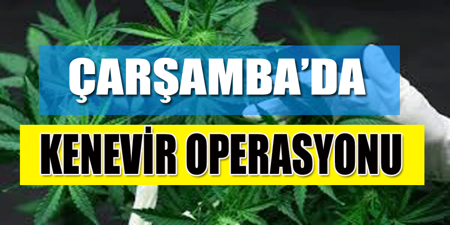 Çarşamba’da ‘kenevir’ operasyonu