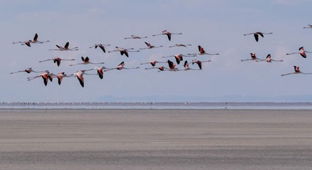 Doğa harikası Tuz Gölü'nde yavru flamingo şöleni