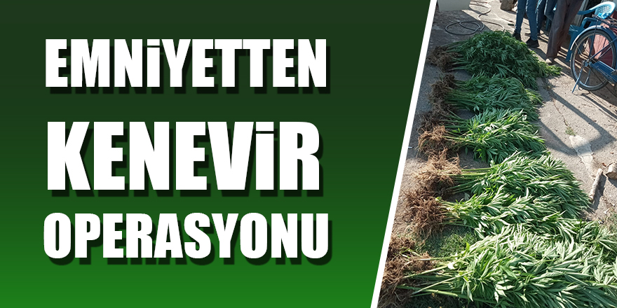 Emniyetten kenevir operasyonu