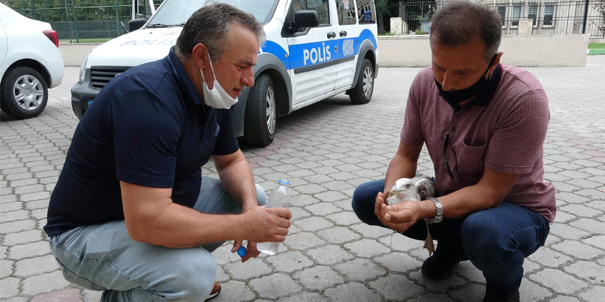 Uçamayan martıya polis şefkati