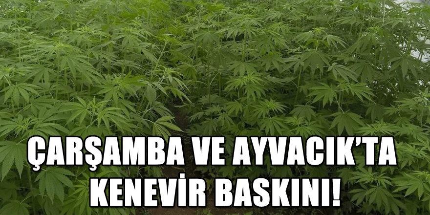 Çarşamba ve Ayvacık’ta kenevir baskını!