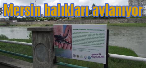 Mersin balıkları avlanıyor