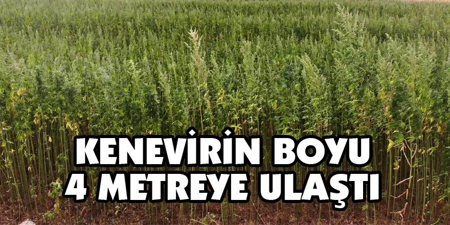 Kenevirin boyu 4 metreye ulaştı