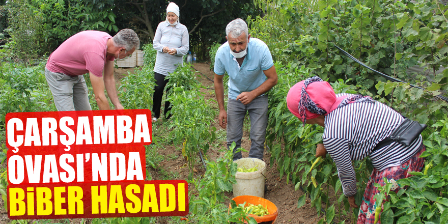 Çarşamba Ovası’nda biber hasadı