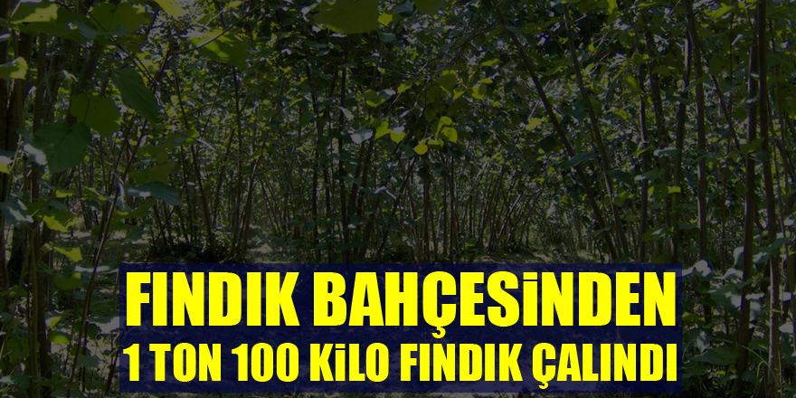 Fındık bahçesinden 1 ton 100 kilo fındık çalındı