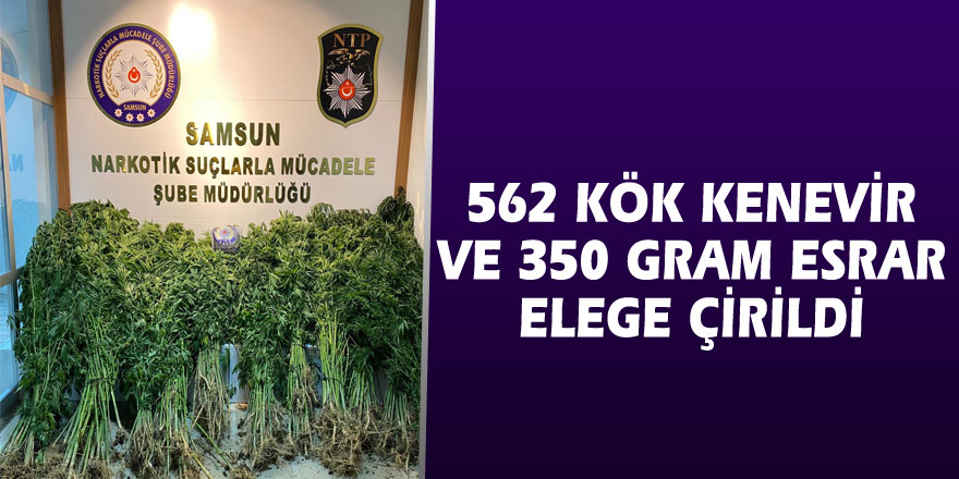 Bafra’da 562 kök kenevir ve 350 gram esrar ele geçirildi