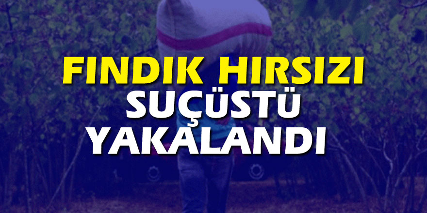 Fındık hırsızı suçüstü yakalandı